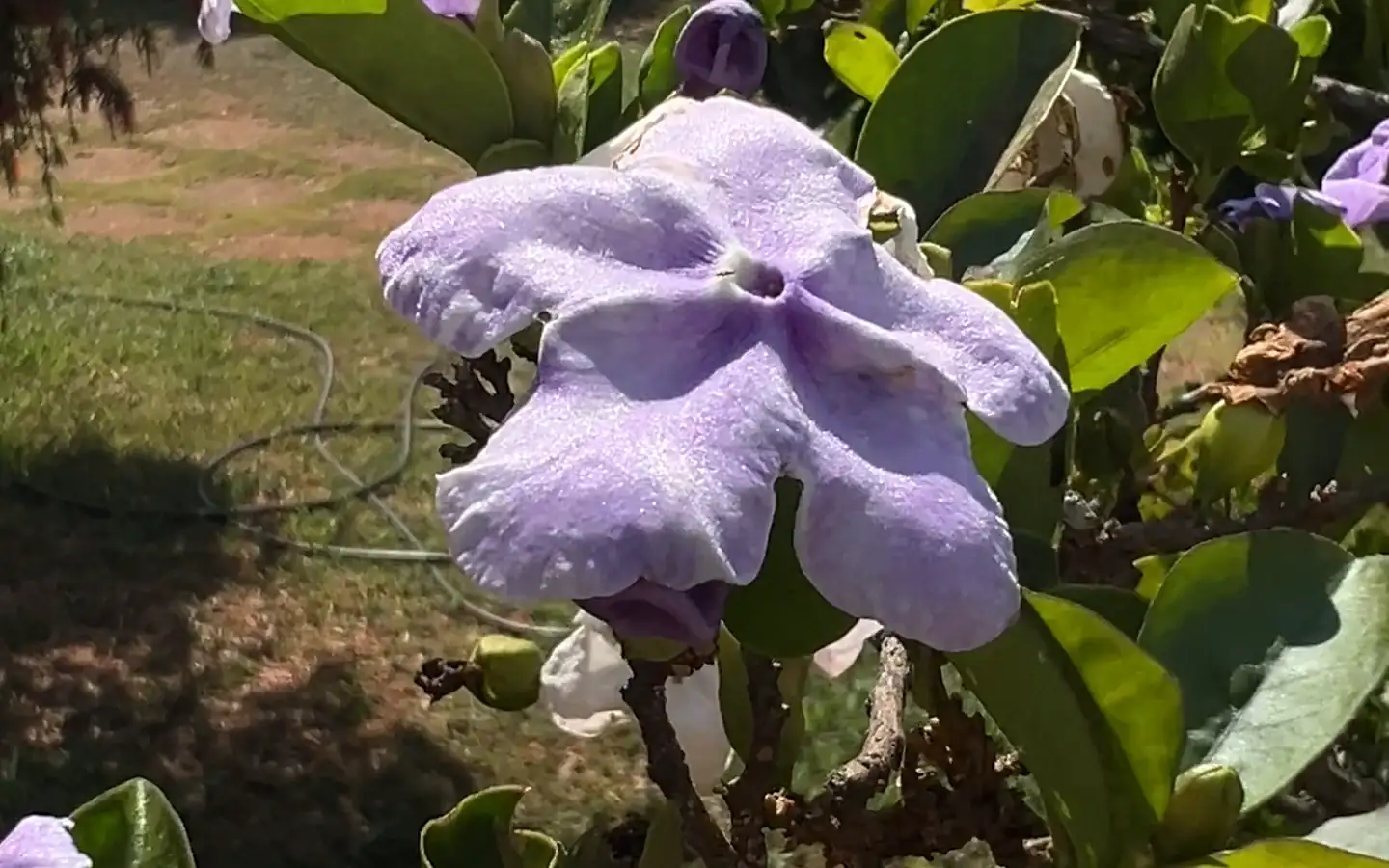 Flor violeta do manacá-de-cheiro entre folhas verdes
